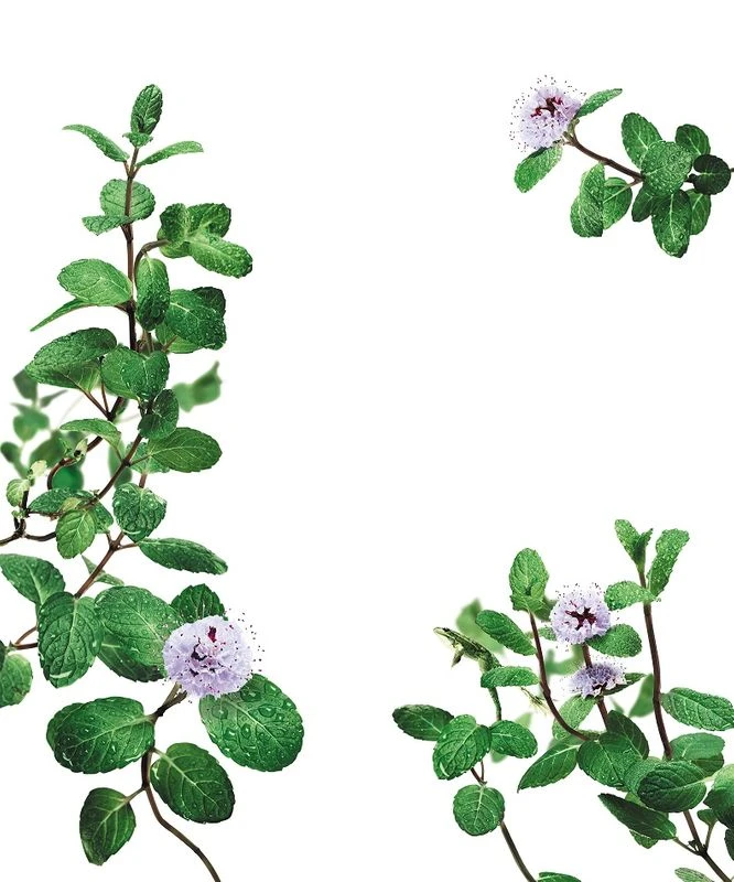 Klorane Balsamo Alla Menta Acquatica BIO Detox Anti-inquinamento 150ml 2 Klorane Balsamo Alla Menta Acquatica BIO Detox Anti-inquinamento 150ml - immagine 2