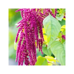 Rausch Balsamo Riparatore All'amaranto 200ml 8 Rausch Balsamo Riparatore All'amaranto 200ml -Ottimale Infermieristica Negozio rausch balsamo riparatore all amaranto 200ml 4 1663688226