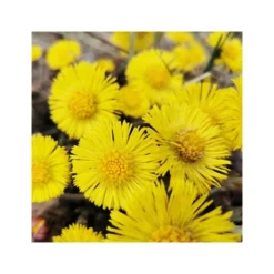 Rausch Lozione Antiforfora Alla Tussilaggine 200ml -Ottimale Infermieristica Negozio rausch lozione antiforfora alla tussilaggine 200ml 3 1663853839